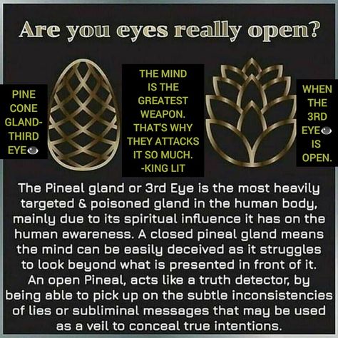 Now you know why they put chemicals in our air, water, food & lead us away from spiritual truths Spiritual Facts Truths, Water Spirituality, Kemetic Spirituality, Spiritual Science, Spiritual Psychology, Water Food, Spirit Science, Pineal Gland, Awakening Quotes