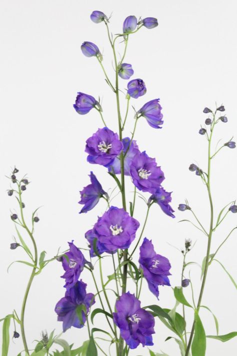 Delphinium Flower, Light Box Photography, Box Photography, Delphinium Flowers, Flower Inspiration, Delphinium, Drawing Reference, Colorful Flowers, Floral Art