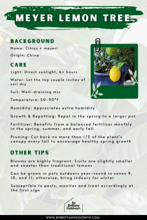 Learn all about Meyer lemon tree care, including how to grow a Meyer lemon tree in a pot, the best soil for the job, how to produce more fruit, and more. Meyer Lemon Tree Potted, Meyer Lemon Tree Indoor, Lemon Tree Care, Meyer Lemon Tree Care, Lemon Tree In A Pot, Lemon Tree Potted, Tree In A Pot, True Lemon, Lemon Plant