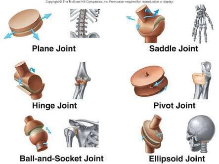 have multiple types of joints. And shoulder is the prime example for ball-socket type. Wrist joint is a saddle joint. Anatomy Movement, Joints Anatomy, Anatomy Bones, Best Nursing Schools, Musculoskeletal System, Body Joints, Skeletal System, Muscle Anatomy, Human Anatomy And Physiology