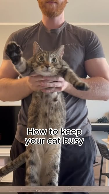 Discover the secrets to keeping your feline friend entertained and happy with this guide on 'How to Keep Your Cat Busy.' Explore creative ideas, toys, and activities to provide your cat with endless fun and mental stimulation. 🐱💡 Credit: babymcbruno Diy Toy For Cat, Cat Toy Ideas Diy, Diy Cat Stimulation, Diy Cat Entertainment, Cat Stimulation Toys Diy, Cat Games Diy, Making Cat Toys, Kitten Enrichment Diy, How To Play With Cats