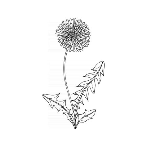 Hand drawn dandelion floral illustration. Rad Tattoos, Dandelion Drawing, Dandelion Art, Dandelion Tattoo, Flash Design, White Backgrounds, Dandelion Flower, Floral Illustration, Vector Hand