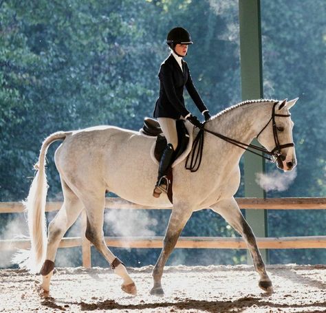 Hunter Jumping Aesthetic, Show Jumper Aesthetic, Hunter Jumper Aesthetic, Hunt Seat Equitation, Hunter Jumper Horses, Horse Photography Poses, Hunter Horse, Horse Riding Aesthetic, Horse Riding Quotes