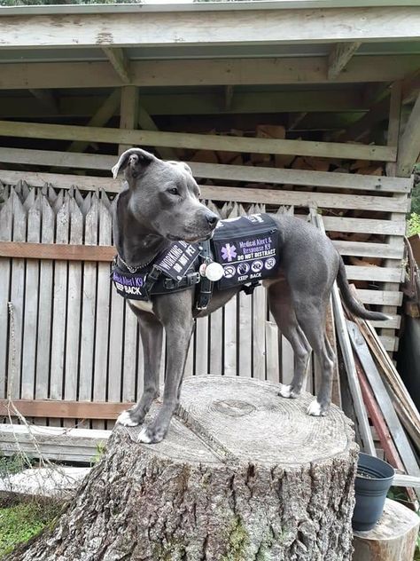 Big Service Dog, Pitbull Service Dog, Cute Service Dog Gear, Service Dogs Vest, Service Dog Vest Pattern, Dog Vest Pattern, Service Dogs Breeds, Service Dog Patches, Service Dogs Gear