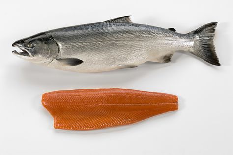 Coho salmon! One of my staple fishes of choice anytime, anywhere. Yum! Salmon Benefits, Salmon Species, Coho Salmon, Poached Salmon, King Salmon, Wild Salmon, One Fish, Family Favorites, Seafood