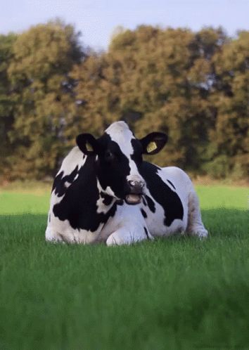 Cows GIF - Cow Chew Grass - Discover & Share GIFs Holstein Cows, Dairy Cattle, Gif Animated, Cow Calf, Cows Funny, Dairy Cows, Baby Cows, Cow Art, Cute Cows