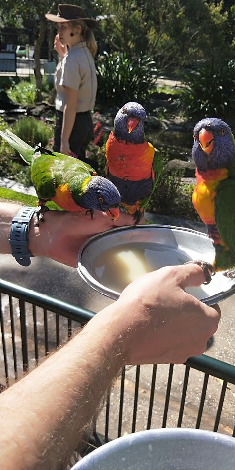 Feeding wild lorikeets at Currumbin Wildlife Sanctuary so worth the poops on the hat. Currumbin Wildlife Sanctuary, Bird Rehabilitation Center, Animal Sanctuary Ideas, Dark Modern House, Wild Animal Sanctuary, Dark Modern, Pets 3, Wildlife Park, Wildlife Sanctuary