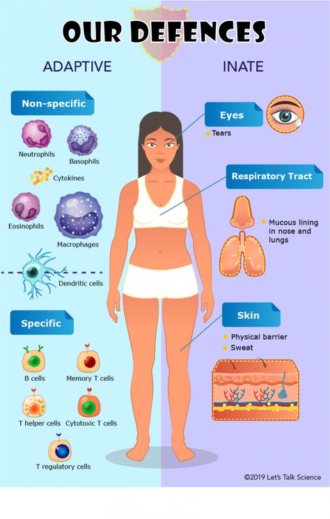 Immune System Poster, Immune System Anatomy Notes, Immune System Notes, Immune System Diagram, Innate Vs Adaptive Immunity, Antibodies Immune System, Immune System Illustration, Immune Response Flow Chart, Adaptive Immunity