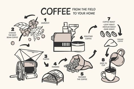 Hand drawn coffee concept | Free Vector #Freepik #freevector #vintage Coffee Process Illustration, Coffee Processing, Coffee Process, Coffee Infographic, Logos Retro, Coffee Label, Coffee Vector, Coffee Roastery, Coffee Tree