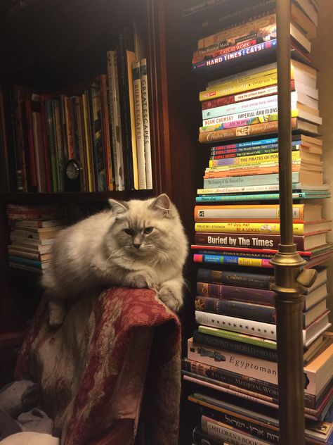 Cat Books, Cat Aesthetic, Cute Creatures, Pretty Cats, Dexter, Crazy Cat Lady, White Cat, Cat Lady, A Cat