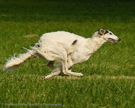 Wolfhound Dog, Russian Wolfhound, Borzoi Dog, Unique Dog Breeds, Rare Dog Breeds, Dog Running, Disabled Dog, Most Beautiful Dogs, Rare Dogs