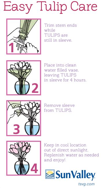 Take Care of those Tulips! Cut Tulips In Vase, How To Take Care Of Tulips In A Vase, Grow Tulips In Vase, Siam Tulip Care, Tulip Care, When Do You Plant Tulips Bulbs, Types Of Tulips, Species Tulips, Filled Vases