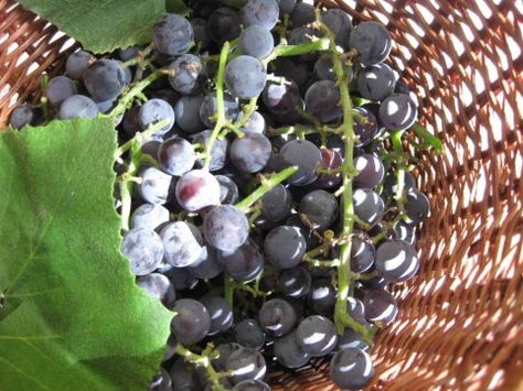 Wild grape jam.  Sugar and pectin free Wild Grape Jelly Recipe, Herbalist Aesthetic, Concord Grape Recipes, Grapes Recipes, Grape Jam Recipe, Peach Freezer Jam, Wild Grapes, Concord Grapes, Sugared Grapes