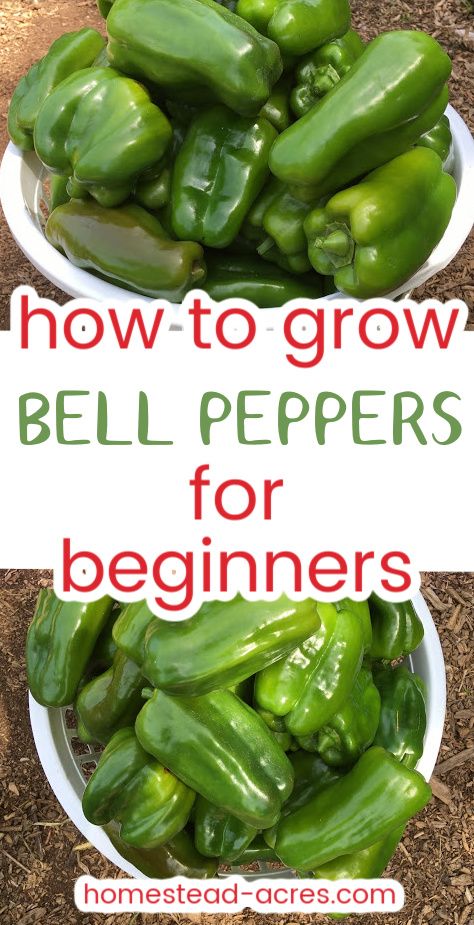 How To Grow Green Peppers, Growing Green Peppers, Grow Bell Peppers, Gardening Peppers, Growing Hot Pepper, Bell Pepper Plant, Growing Green Beans, Growing Bell Peppers, Growing Vegetables In Pots