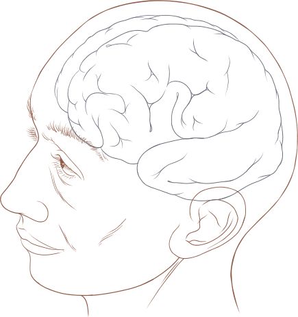 File:Human head and brain diagram.svg Cycling Technique, Brain Diagram, Human Pictures, Personal Pronouns, Singular And Plural, Scrapbook Printing, Drawing Heads, Middle English, Human Head