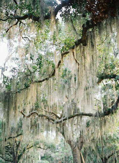 Oak Tree Pictures, Oak Tree Wedding Ceremony, Tree Wedding Ceremony, Oak Tree Wedding, Meditation Garden, Live Oak Trees, Old Oak Tree, Spanish Moss, Tree Wallpaper