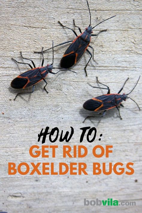 Stink Bugs How To Get Rid Of, Stink Bug Repellent, Boxelder Bugs, Box Elder Bugs, Bug Deterrent, Household Bugs, Bug Trap, Bad Bugs, Diy Pest Control