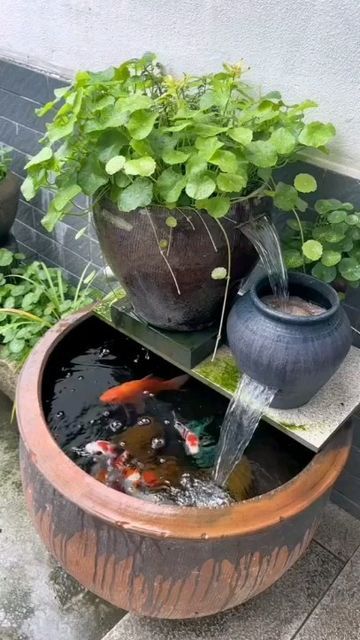 Aquascaping, Fish Pond, Aquariums, Koi, Fish, Water, Design