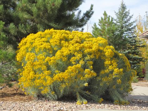 Rabbit Brush   A native high desert plant.  Nice fall color.  Deer resistant. Montana Garden, Puget Sound Washington, Rabbit Brush, Brush Flower, High Country Gardens, Country Gardens, Branding Iron, Zone 5, High Desert