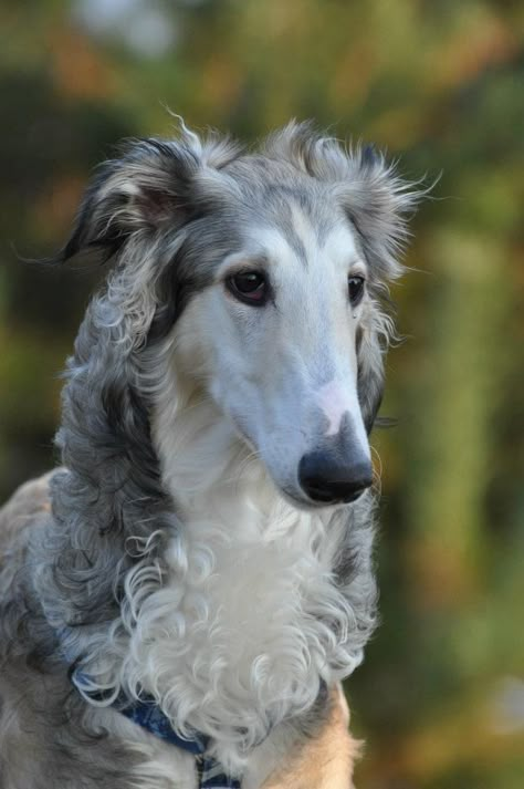 Gorgeous Borzoi #dogs #dogs #Borzois Russian Wolfhound, Borzoi Dog, Pretty Dogs, Smart Dog, Sweet Dogs, Appaloosa, Quarter Horse, Beautiful Dogs, 귀여운 동물