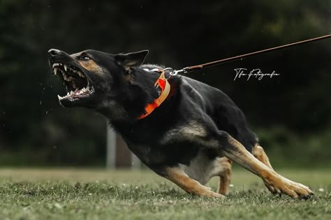 Tactical Dog Gear, Canine Reference, Hell Hounds, Scary Dog, Dogs Aesthetic, Angry Dog, Scary Dogs, Dangerous Dogs, Dog Attack