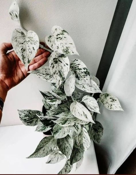 Snow Queen Pothos, Marble Queen, Marble Queen Pothos, Plant Goals, Plant Journal, Love Plants, Plants Are Friends, Pothos Plant, White Plants