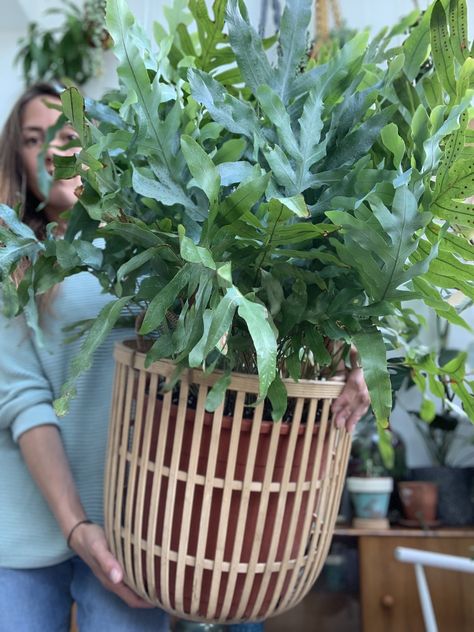 Phlebodium Aureum Blue Star, Blue Fern Plant, Blue Star Plant, Phlebodium Blue Star, Indoor Ferns Houseplant, Fern Types, Types Of Fern Plants, Fern Plant Care, Indoor Fern Plants