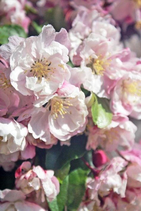 Another skyrocket crabapple further down the road... (photo: Dave Melnychuk) Crabapple Flower, Tennessee House, Road Photo, Crab Apple, Flowering Trees, Trees And Shrubs, Fruit Trees, Cherry Blossoms, Cherry Blossom