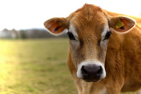 Cute Jersey cow...want....need! Jersey Cattle, Cow Photography, Jersey Cow, Cow Face, Cow Pictures, Brown Cow, Barnyard Animals, Dairy Cows, Baby Cows