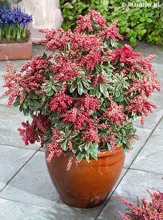 Pieris japonica 'RALTO'® - Havlis.cz Pieris Japonica, Yard Plants, Spring Hill Nursery, Red Bud, Organic Compost, Foundation Planting, Plant Diseases, Flowering Shrubs, Fragrant Flowers