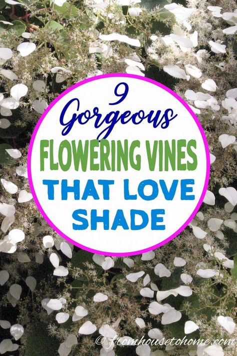 GREAT list of perennial flowering vines that thrive in the shade. When I needed to hide my neighbor's shed from view in my shady backyard garden landscaping, I had a tough time finding vines that were non-invasive and looked good. This list of perennial shade vines has some really pretty plants that won't take over your yard.  #fromhousetohome #gardeningtips #gardenideas #shadegarden #shadeperennials #shadeplants Shade Vines, Vines For Shade, Climbing Plants Fence, Shade Trellis, Perennial Flowering Vines, Fast Growing Climbers, Climbing Plants Trellis, Autumn Clematis, Evergreen Vines