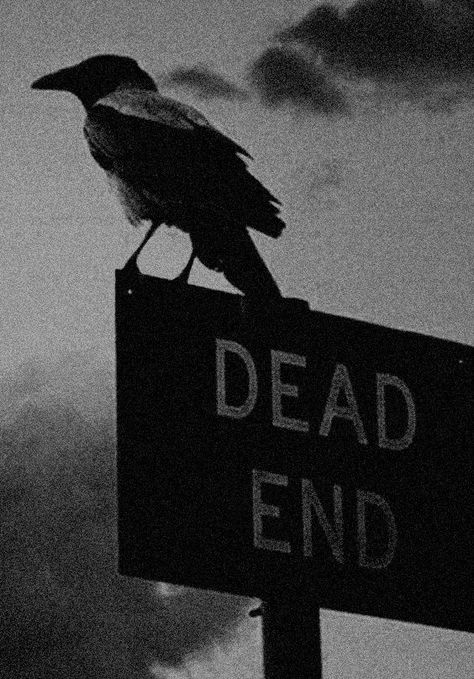 Dead End, Crows Ravens, Dead Ends, Southern Gothic, Dark Photography, White Photo, Pics Art, Kraken, Ravens