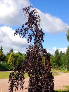 weeping purple beech (in front of window - need to discuss blocking light) Cypress Mulch, Weeping Trees, Fagus Sylvatica, Albizia Julibrissin, Landscaped Garden, Garden Japanese, Fairy Garden Plants, Columnar Trees, Rock Garden Plants