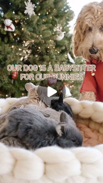 Unlikely Animal Friends, Holland Lop Bunnies, Animals Friendship, December 21, Animal Videos, Funny Animal, Just Amazing, Funny Animal Videos, Animal Gifs