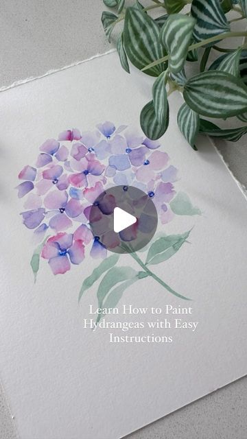 Assel on Instagram: "How to Paint Hydrangeas in Loose Watercolor  1. Prepare various shades of blue, purple, pink for petals, and green for leaves. 2. Apply a light, loose wash of petal colors with a dagger or petal brush . 3. Add darker shades and details once paper is dry 4. Use loose strokes to paint leaves and stems with greens. 5. Add final touches to flower centers and adjust as needed.  Enjoy your loose watercolor hydrangeas!  Materials:  ·	Watercolor paper - @cansonpaper  ·	Watercolor paints - @winsorandnewton  ·	Watercolor brushes - @princetonbrush  • • • • • • • • • • #WatercolorArt #HydrangeaPainting #LooseWatercolor #WatercolorFlowers #ArtTutorial #PaintingProcess #WatercolorTechniques #ArtInspiration #ArtistLife #WatercolorLovers #CreativeProcess #ArtCommunity #CansonPaper #Wi Watercolour Hydrangeas How To Paint, Watercolor Hydrangea Tutorial, Hydrangea Watercolor Painting, Paint Hydrangeas, Watercolor Hydrangeas, Paint Leaves, Hydrangea Watercolor, Watercolor Hydrangea, Hydrangea Painting