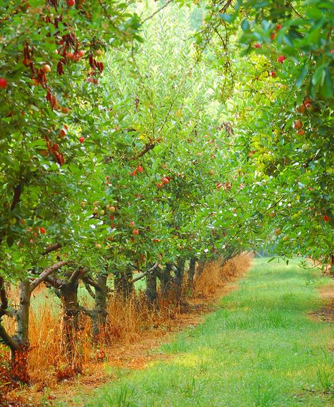 'Twould love an orchard. Imagine spreading a blanket between the trees and having a picnic - or just reading a book. :) Apple Garden, Landscape Inspiration, Growing Fruit, Apple Orchard, Back Road, Hobby Farms, Farm Gardens, Apple Tree, Dream Garden