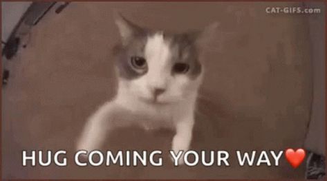 Sending Hugs Hug Coming Your Way GIF - SendingHugs HugComingYourWay Cat - Discover & Share GIFs Virtual Hug Gif, Cat Hug Gif, Shocked Cat, I Love You Funny, Love You Funny, Hug Gif, Cat Hug, Virtual Hug, Shared Folder