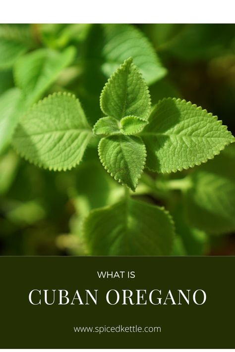 Know about this wonderful herb, Cuban oregano Oregano Tea, Cuban Oregano, Oregano Leaves, Cold Home Remedies, Tea Recipe, Rock Salt, Traditional Medicine, Marjoram, Flavor Profiles