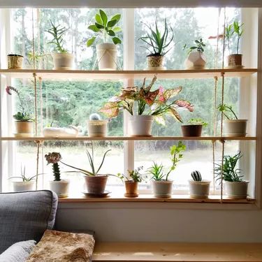 Plant Room Ideas, Window Plant Shelves, Whale Planter, Window Plant Shelf, Succulent Display, Pine Shelves, Plant Window, Support Pour Plante, Window Plants