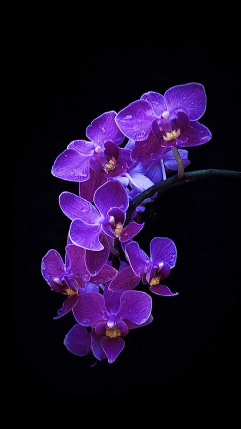 Tupac Photos, Orchid Wallpaper, Orchid Photography, Blue Orchids, Purple Orchids, Flower Art Images, Phone Wallpaper Images, Vibrant Art, Orchid Flower