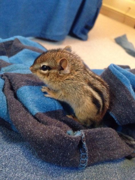 This baby chipmunk who proves that chipmunks might just be the cutest little woodland critters of all. | 33 Aggressively Adorable Photos Baby Chipmunk, Newborn Animals, Cute Animal Pictures, Hamsters, Cute Creatures, Sweet Animals, Squirrels, Animal Photo, Chipmunks