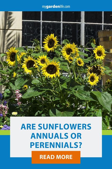 Are sunflowers annual or perennial? There are actually various types of sunflowers, and knowing which type of sunflower you’re considering is the key to identifying whether it is annual or perennial. Save this pin for a handy guide to help you identify the different types of sunflowers and know which of these bright flowers you can grow for only one season and which will return every year. Different Kinds Of Sunflowers, Planting Sunflowers In Ground, Part Sun Flowers, Where To Plant Sunflowers, Harvesting Sunflower Seeds, Backyard Hacks, Perennial Sunflower, Types Of Sunflowers, Mexican Sunflower