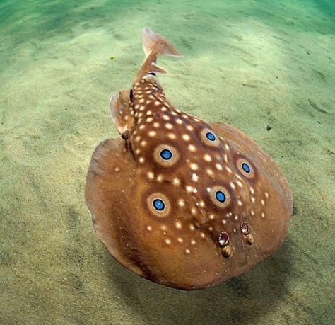 Electric Ray, Save The Sharks, Giant Animals, Shark Lover, In Shock, Underwater Life, Ocean Conservation, Animal Species, Marine Biology