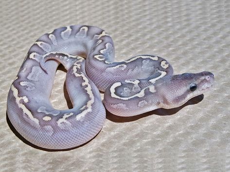 bamboo goblin black pastel ball python Types Of Ball Pythons, Blue Ball Python, Lavender Ball Python, Black Pastel Ball Python, Ball Python Colors, Pastel Ball Python, Python Royal, Royal Python, Python Morphs