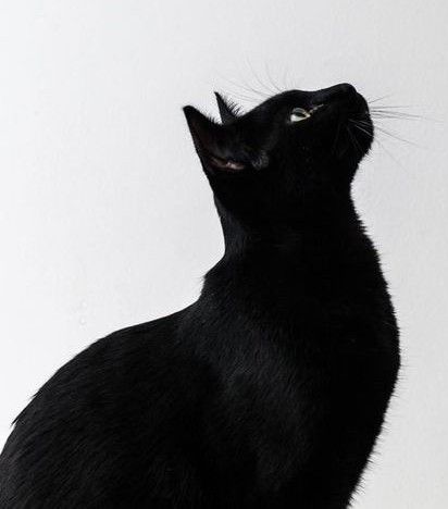 □ Cat Side Profile, Cat Side, Side Profile, Looking Up, Black Cat, White, Black