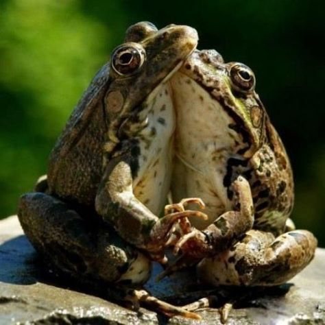 Frogs holding hands and kissing. Funny Animal Photos, Funny Frogs, Frog And Toad, Reptiles And Amphibians, Cute Frogs, Funny Animal Pictures, Animal Photo, Amphibians, Toad