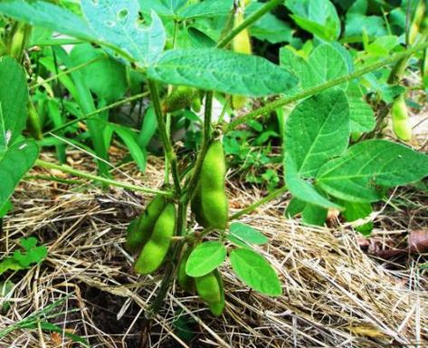 How To Grow Soyabeans - make your own soy milk, soy flour & torfu... #gardening #homesteading Beans Growing, Dirt Therapy, Growing Beans, Magic Bean, Soy Beans, Plants Ideas, Pole Beans, Victory Garden, Growing Veggies