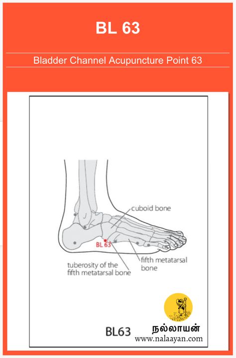 BL 63 Acupuncture Point Bladder Meridian, Acupuncture Point, Acupuncture Points, Acupuncture, Medical, Gold