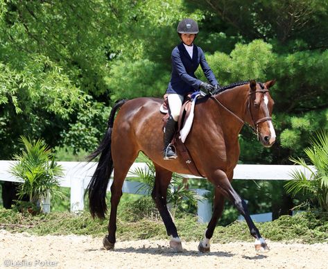 The Equitation Equation: How to win hunt seat equitation on the flat. Hunter Derby, English Horseback Riding, Hunt Seat Equitation, Coming Soon Landing Page, Hunter Horse, Hunt Seat, Horse Showing, Riding Tips, Horse Games