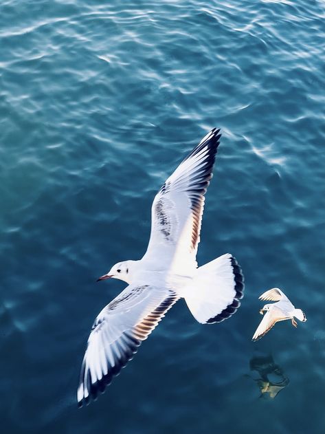 Free Qingdao Image on Unsplash Eagle Wallpaper Iphone, Seagull Tattoo, Faith Hope Love Tattoo, Seagulls Flying, Wallpaper Iphone Aesthetic, Eagle Wallpaper, World Birds, Bird Stand, Your Spirit Animal